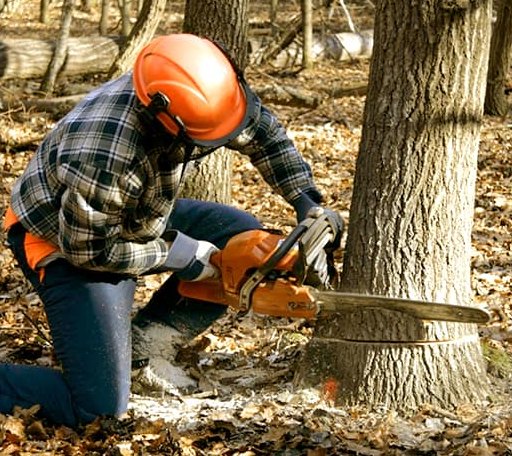 Tree Removal in Bolingbroke, GA